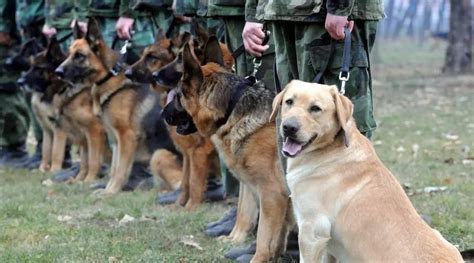  They can also be found competing in dog sports, working as a guardian, police, or military dog, and are also popular as a family pet
